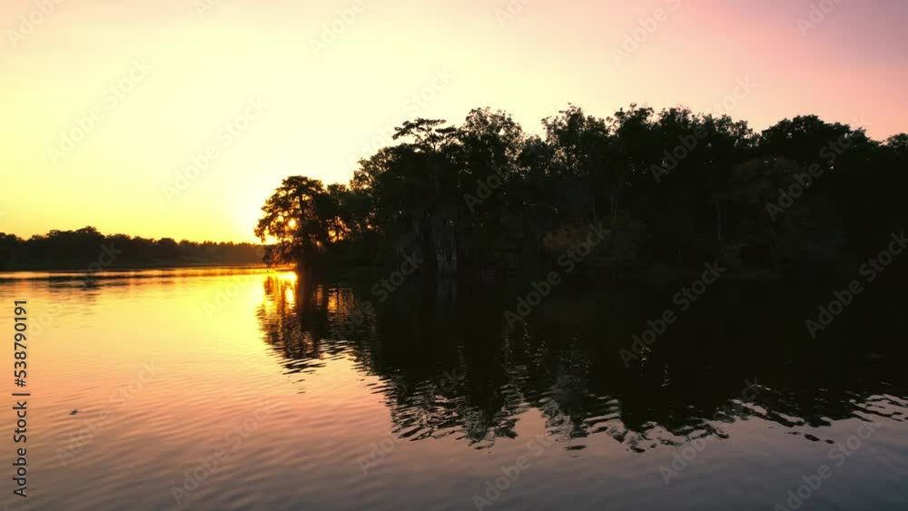 Louisiana swamp bay cypress trees moss cypress knees and fish water splash sunset