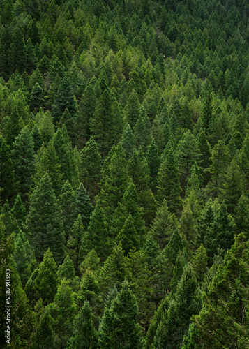 Pine tree forest background. Evergreen trees texture wallpaper. Large file.