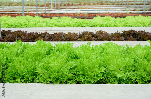 Salad vegetables organic farm