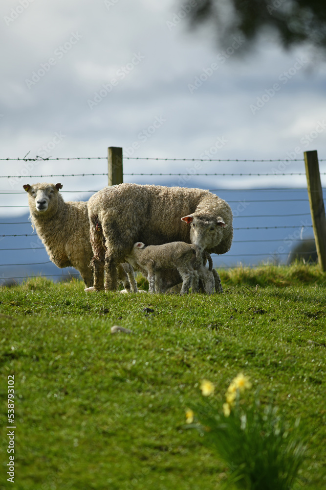 Naklejka premium Spring lambs and sheep in a paddock of daffodils