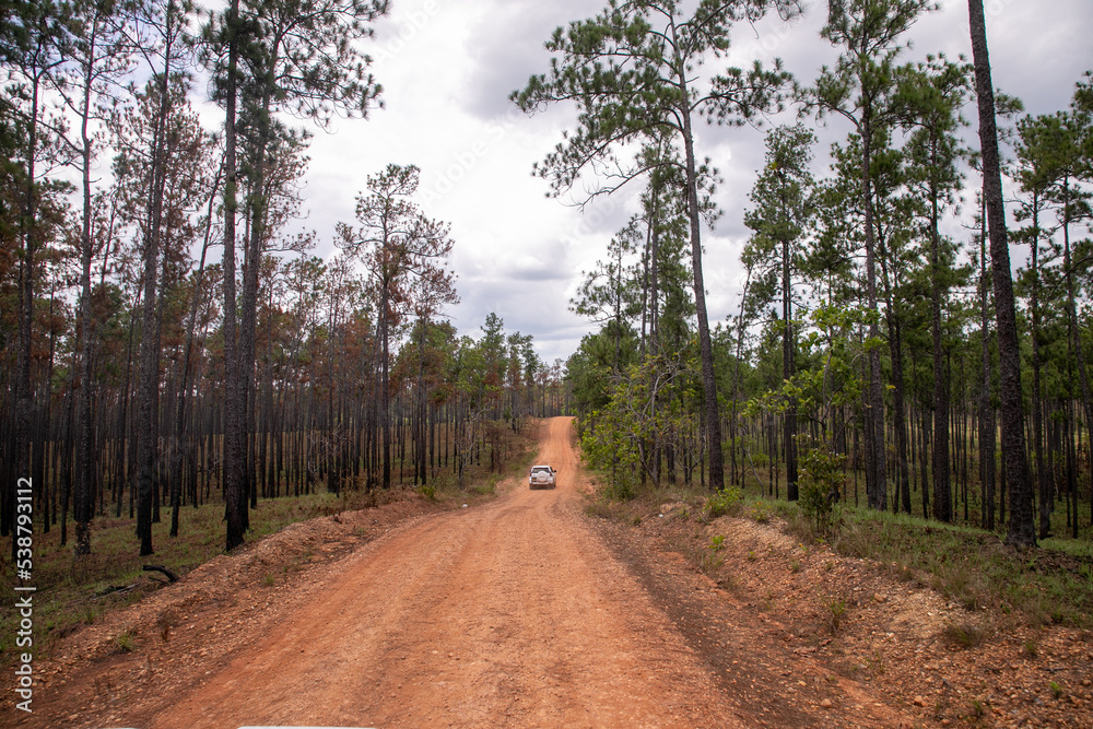 Obraz premium Bosques de Floripón