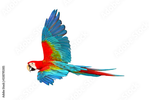 Colorful Green wing macaw flying isolated on white background.