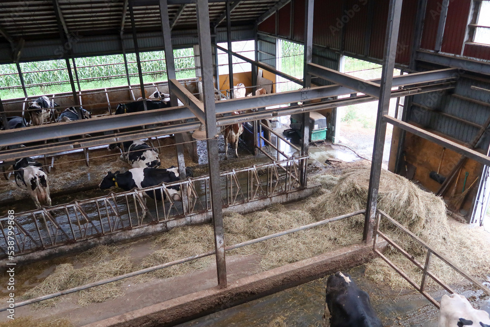 日本の北海道十勝地方の観光農場の牛舎