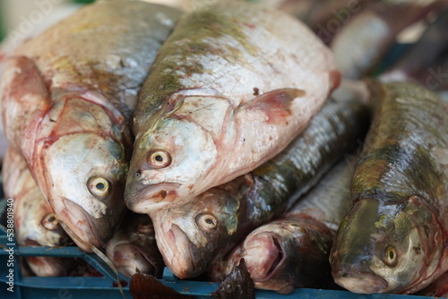 Fresh fish on an open market stall on sale.