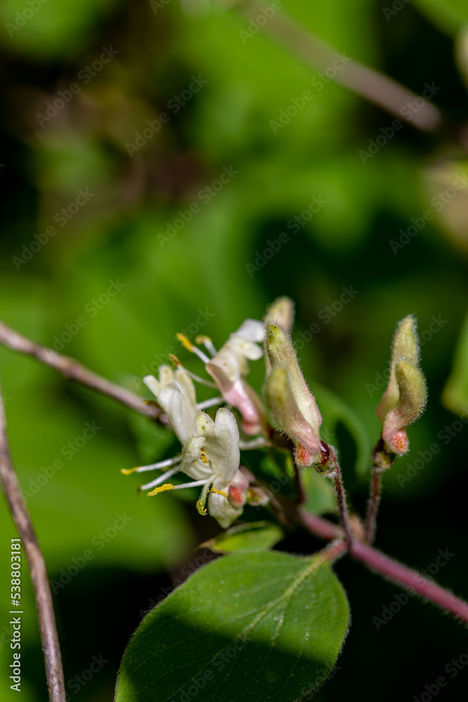 Lonicera xylosteum flower growing in meadow, macro Lonicera xylosteum flower growing in meadow, macro