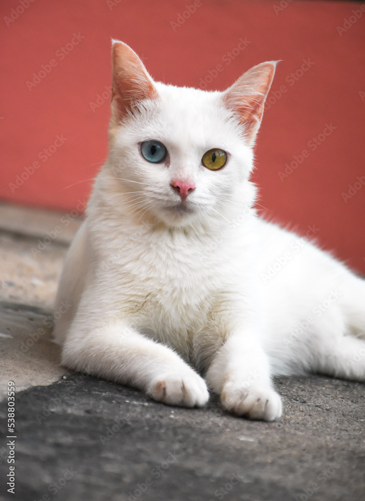 The Khao Manee thai cat with 2 Different Colored Eyes. also known as the Diamond Eye cat.