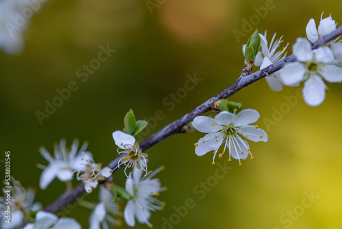 Prunus spinosa flower growing in meadow, close up  © klemen