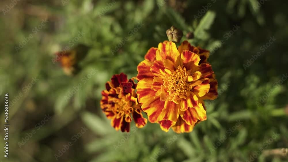 Marigold flower, top view, close-up. Marigold flower, top view, close-up.
