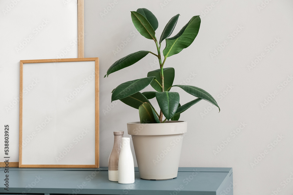 Houseplant with vases and blank frames on table near grey wall