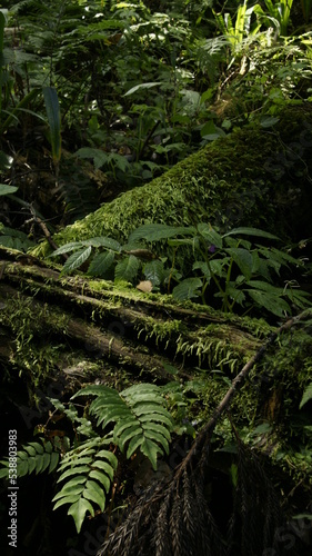 fern in the forest