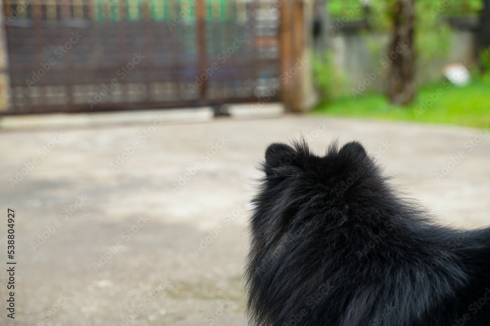 The Pomeranian waited for his owner on the plaster floor in front of his house.