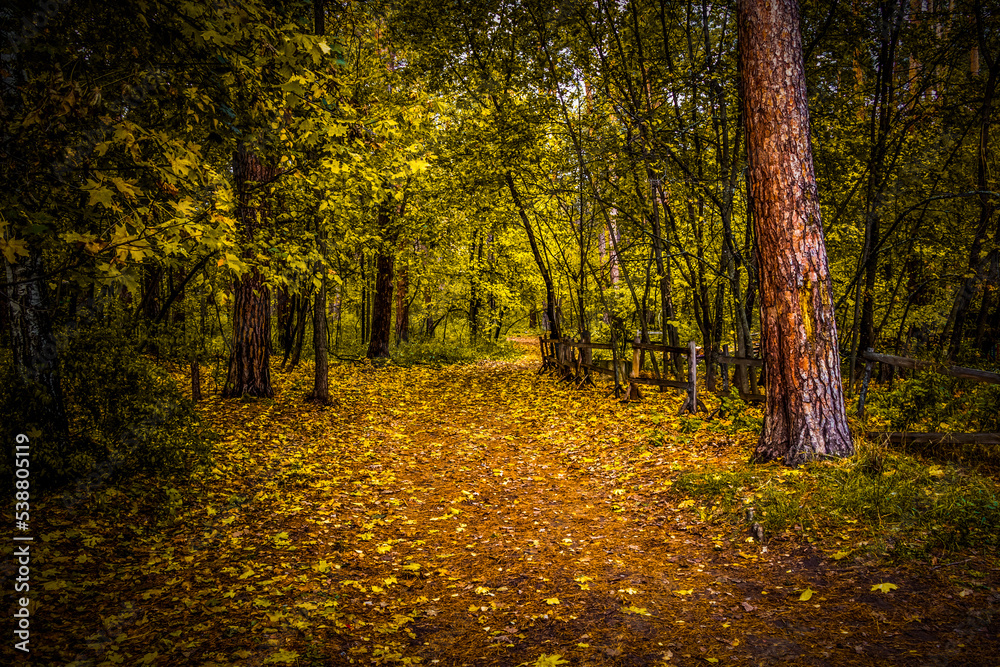 Walking through the autumn forest on a quiet day.