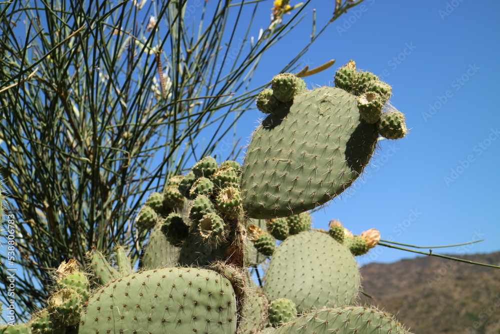 Close-up of a giant cactus against a blue sky Close-up of a giant cactus against a blue sky