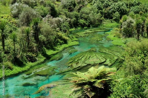Areal view of the Blue Spring in New Zealand  showing crystal clear water with underwater plants and ferns flowing downstream 