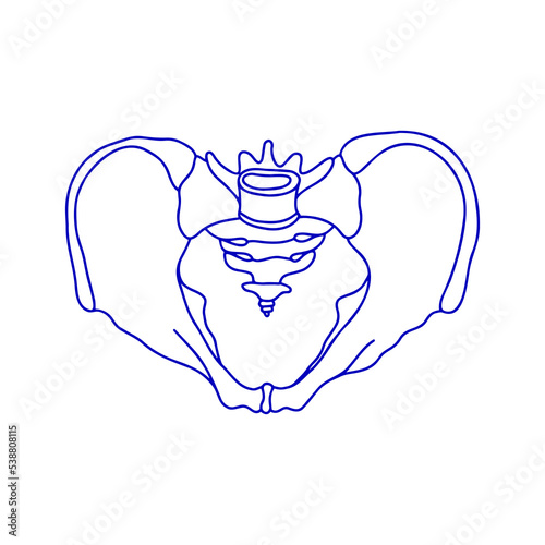 Human male pelvic bones. Vector, outline, anatomical, hand drawn illustration on white background.