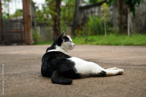 Black and white cat out on wet ground.