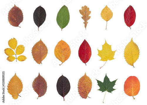 A set of colorful autumn leaves from different trees and bushes