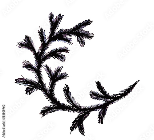 The sketch of a fir branch with ink pen.