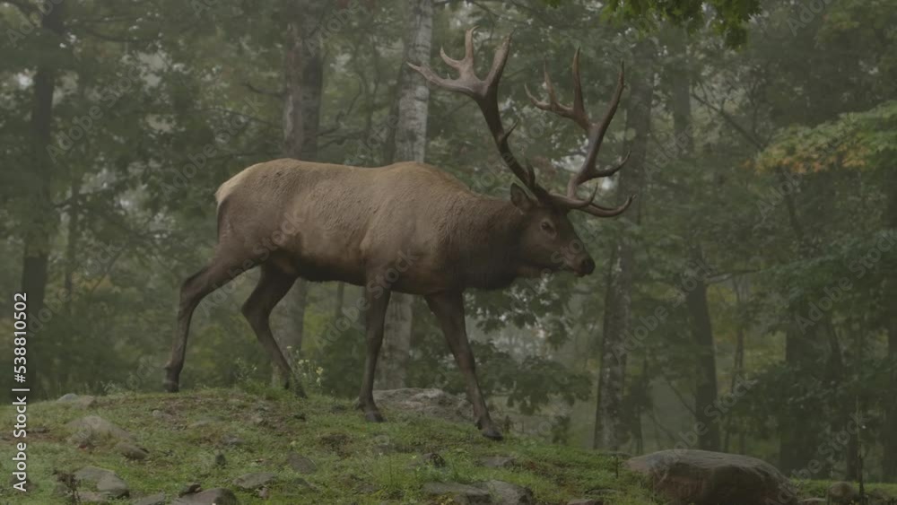 elk bull walking into beautiful misty forest slomo