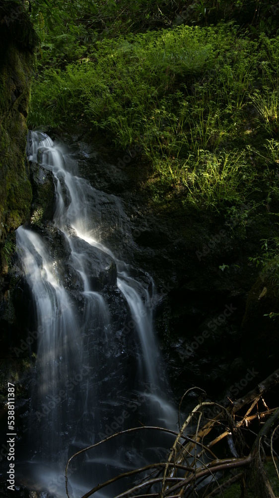 Fototapeta premium waterfall in the forest