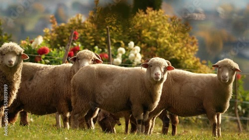 A lot of sheep standing and grazing in a meadow in the heart of the mountains. Scene captured on a traditional sheep farm. 4k farm animals video. photo