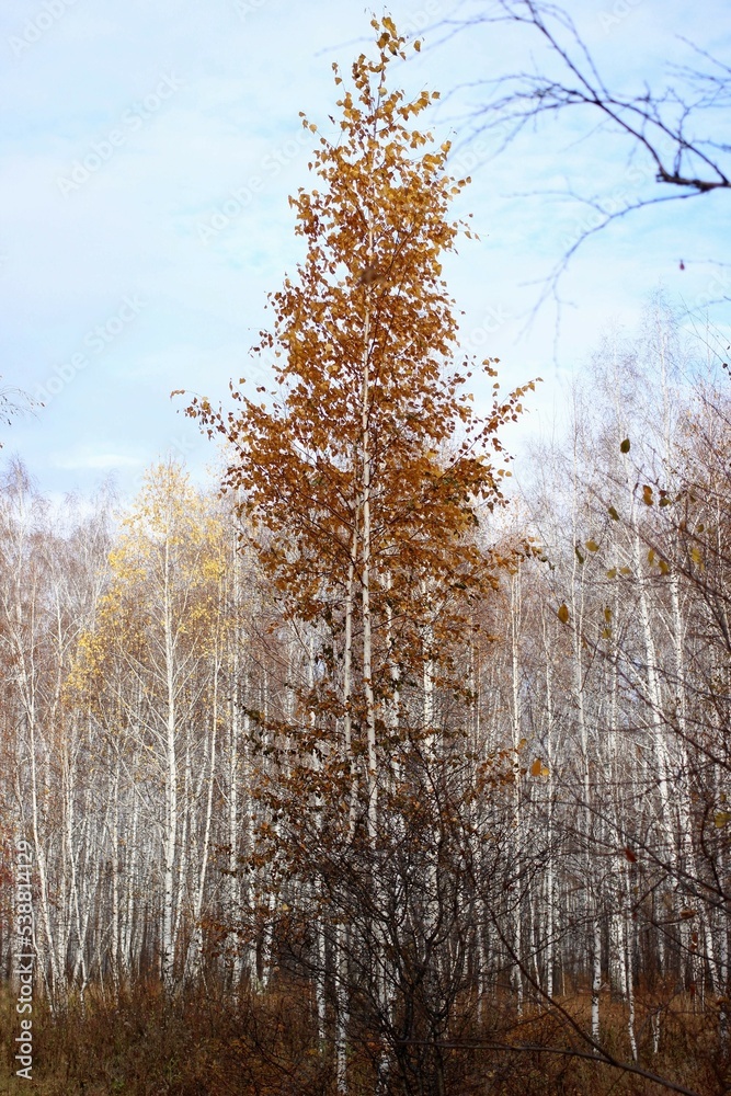 lonely birch in the forest in late autumn lonely birch in the forest in late autumn