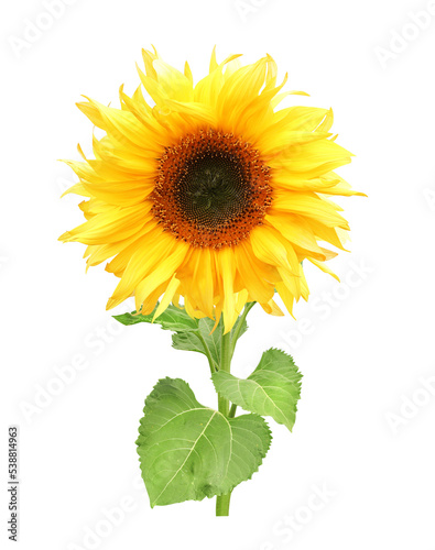 Sunflower. Isolated on white background