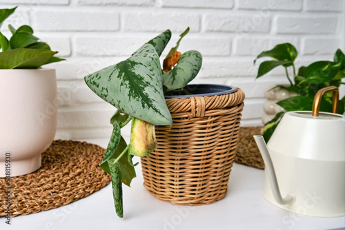 Bild auf Leinwand Wilted plants with yellow leafs in a pot, home living room