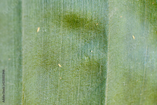 Pests on the leaves of a plant - thrips, macro close-up. Title houseplant leaf Strelitsia Nicholas