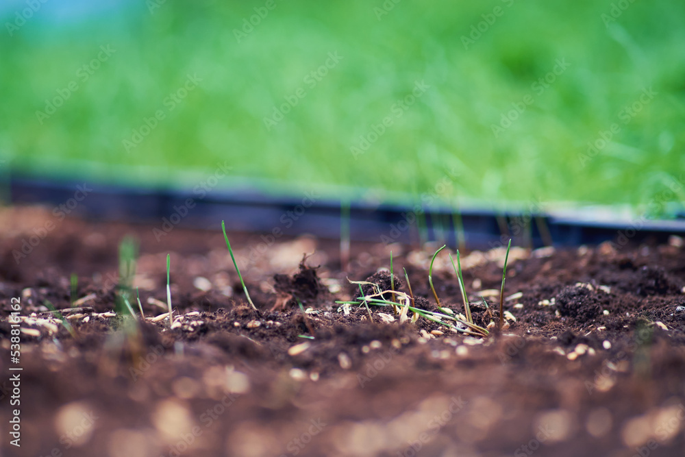 Planting seeds of wheat grains in the ground. Soil with seeds and sprouted wheat close-up. Green wheat sprouts close-up