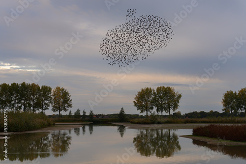 Picture of a large flock of starlings. A flock of starlings birds fly above water at sunset just before entering the roosting site in the Netherlands. Starling murmurations. 