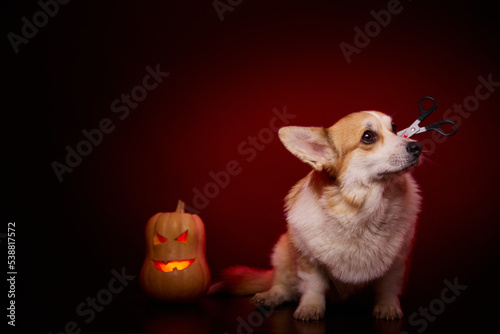 A corgi dog is dressed in a terrifying Halloween costume. The frightened face of a dog. Scissors are stuck in the dog's head. A dog and a pumpkin on a red background.