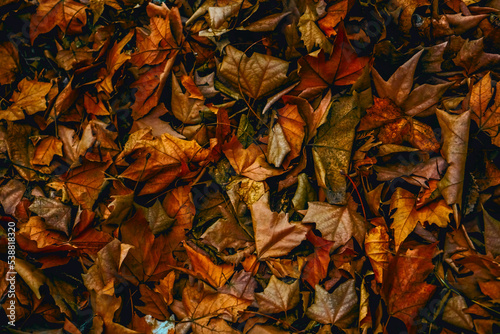 Dry Maple Leaves. autumn colorful leaves background. brown autumn leaves background. Outdoor. backround of fallen autumn leaves perfect for seasonal use. Space for text.