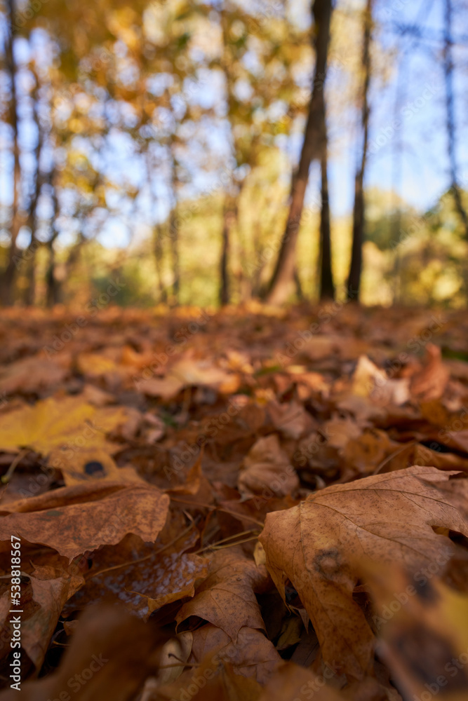 Park with a carpet of fallen leaves underfoot and golden trees. Park with a carpet of fallen leaves underfoot and golden trees.