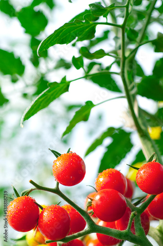 畑で実るミニトマト
