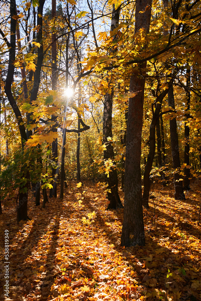 Obraz premium Park with a carpet of fallen leaves underfoot and golden trees.