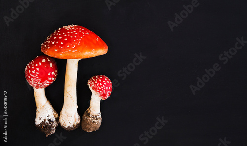 mushrooms hallucinogen  fly agaric on a black background. preparations from Amanita muscaria. drugs