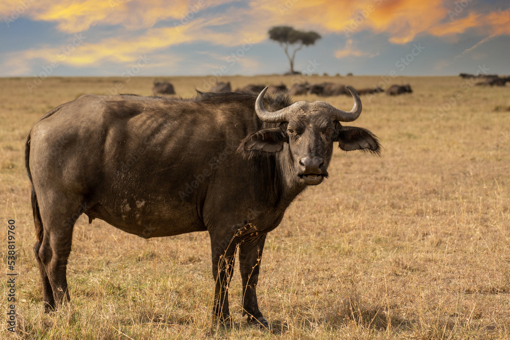 The African buffalo (Syncerus caffer) Kenya. The African buffalo (Syncerus caffer) Kenya.