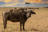 The African buffalo (Syncerus caffer) Kenya.