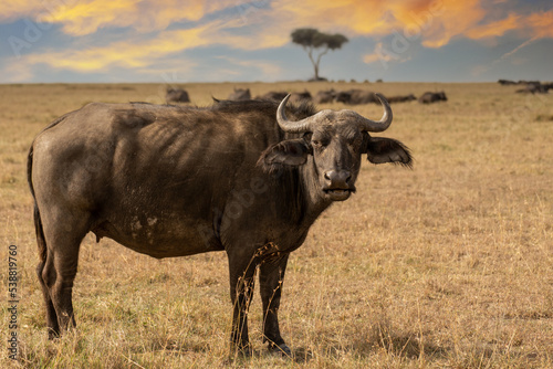 The African buffalo (Syncerus caffer) Kenya. © vaclav