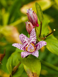 Tricyrtis formosana ou fleur de lis des crapauds de Formose avec ses bourgeons pourpres vues en détail