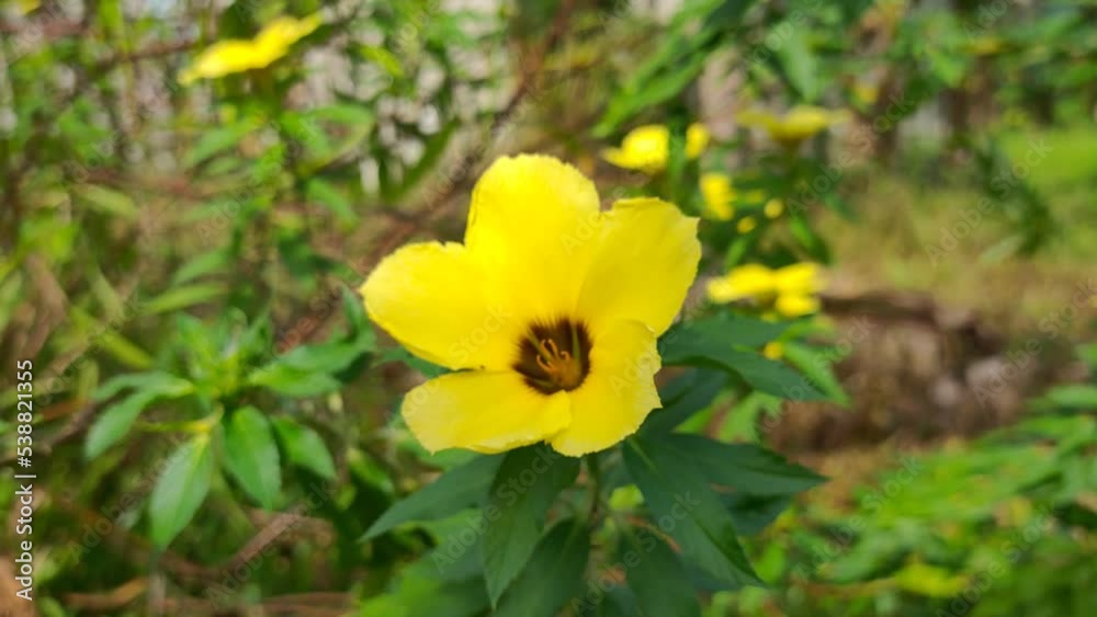 Damiana flower in the morning Damiana flower in the morning