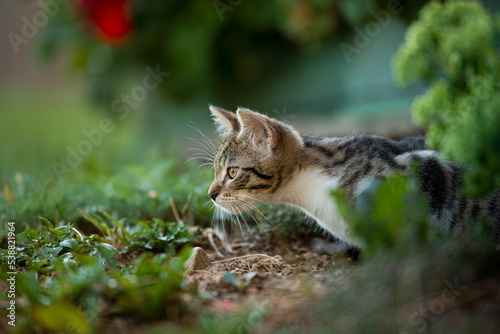 Fotografie Tabby kitten explores the garden