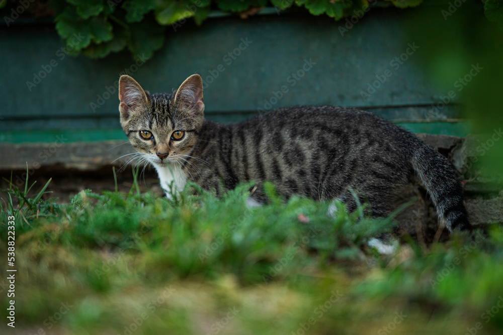 Obraz premium Tabby kitten explores the garden