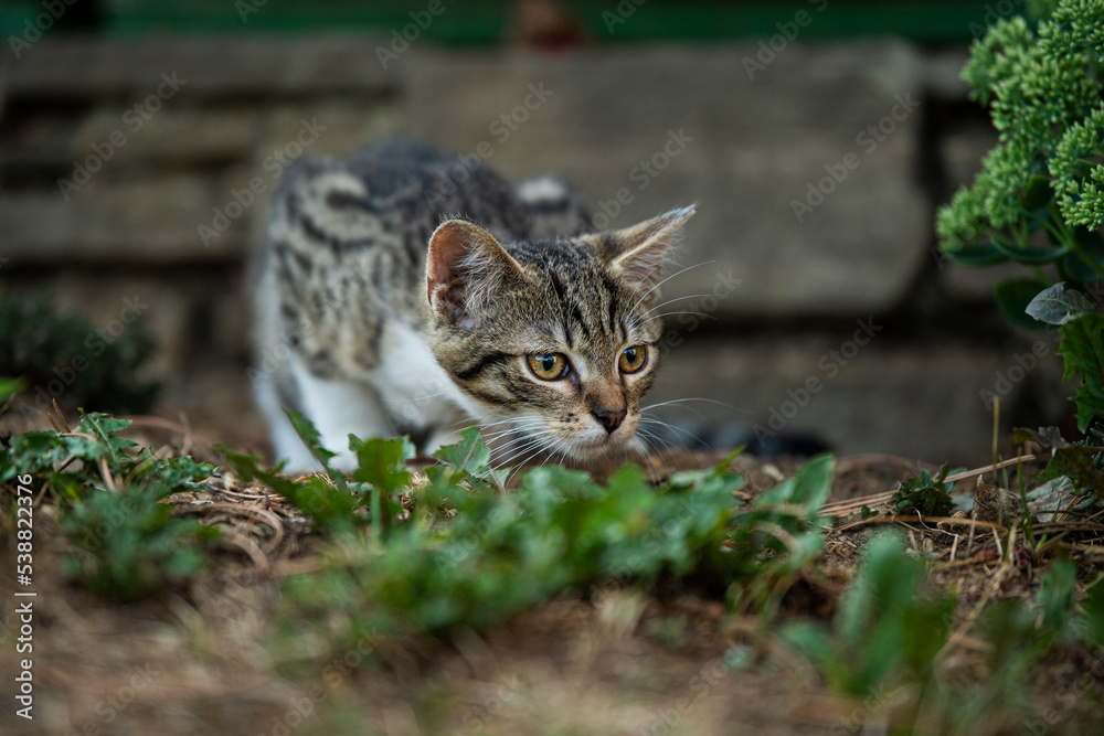 Tabby kitten explores the garden Tabby kitten explores the garden