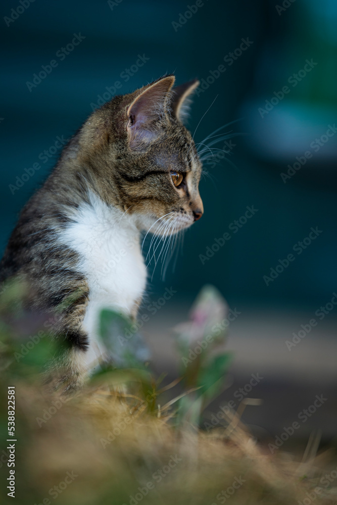 Tabby kitten explores the garden Tabby kitten explores the garden