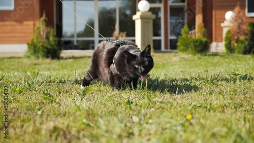 Slow motion, close-up of cute black cat on leash walking, sniffing, eating green grass sprouts on lawn, looking towards camera. House backyard garden. Concept of domestic pet walk in harness outdoors.