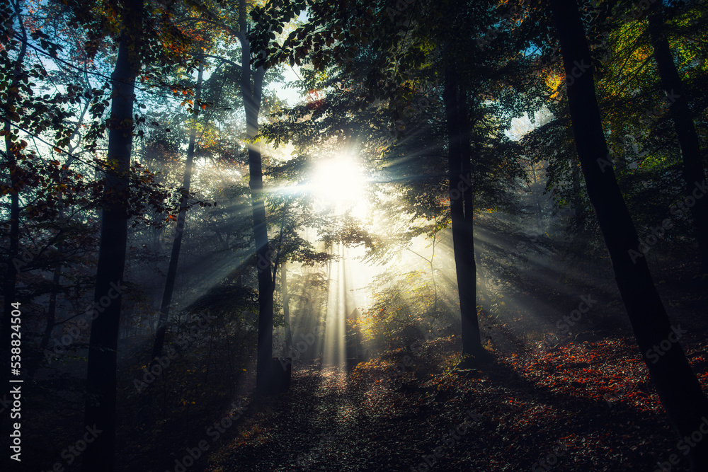 Obraz premium sun rays in green forest