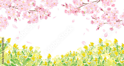桜と菜の花が咲く、春の風景。水彩イラスト。（透過背景）