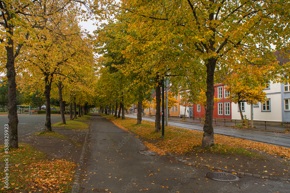 Autumn in the park. Ila, Trondheim, Norway.